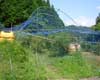 やばら山のブルーベリーの木